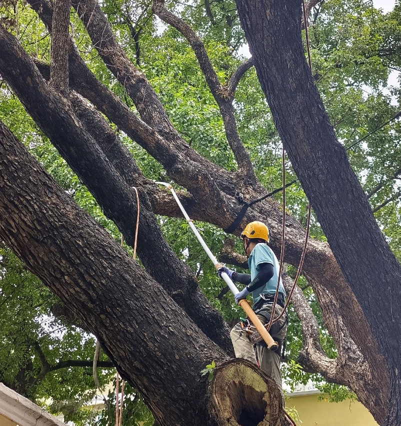 市政署早前對該株古樹采取修剪控高及護理等救治措施